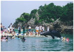 クジラと泳げる海水浴場