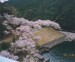 小匠ダムから見た桜