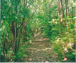 FÓ