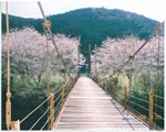 Ƃ苴